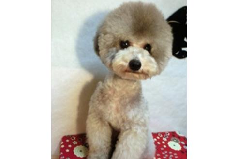 販売中のティーカッププードルの親犬